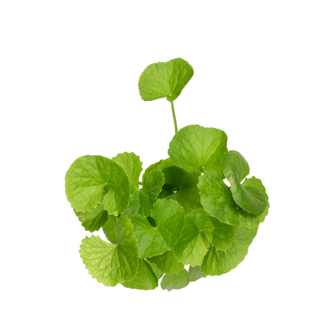 Gotu Kola Leaf Liquid Extract