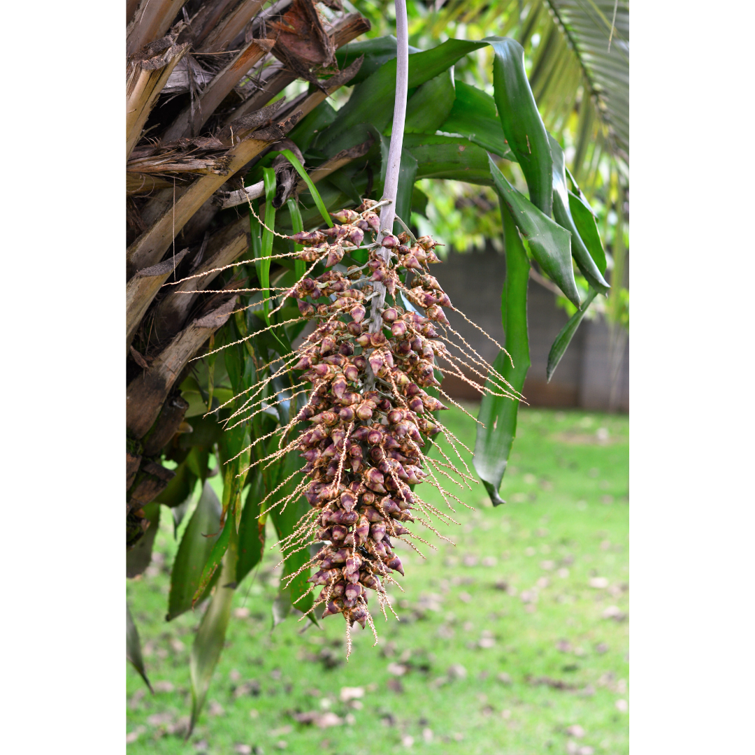 Babassu Carrier Oil