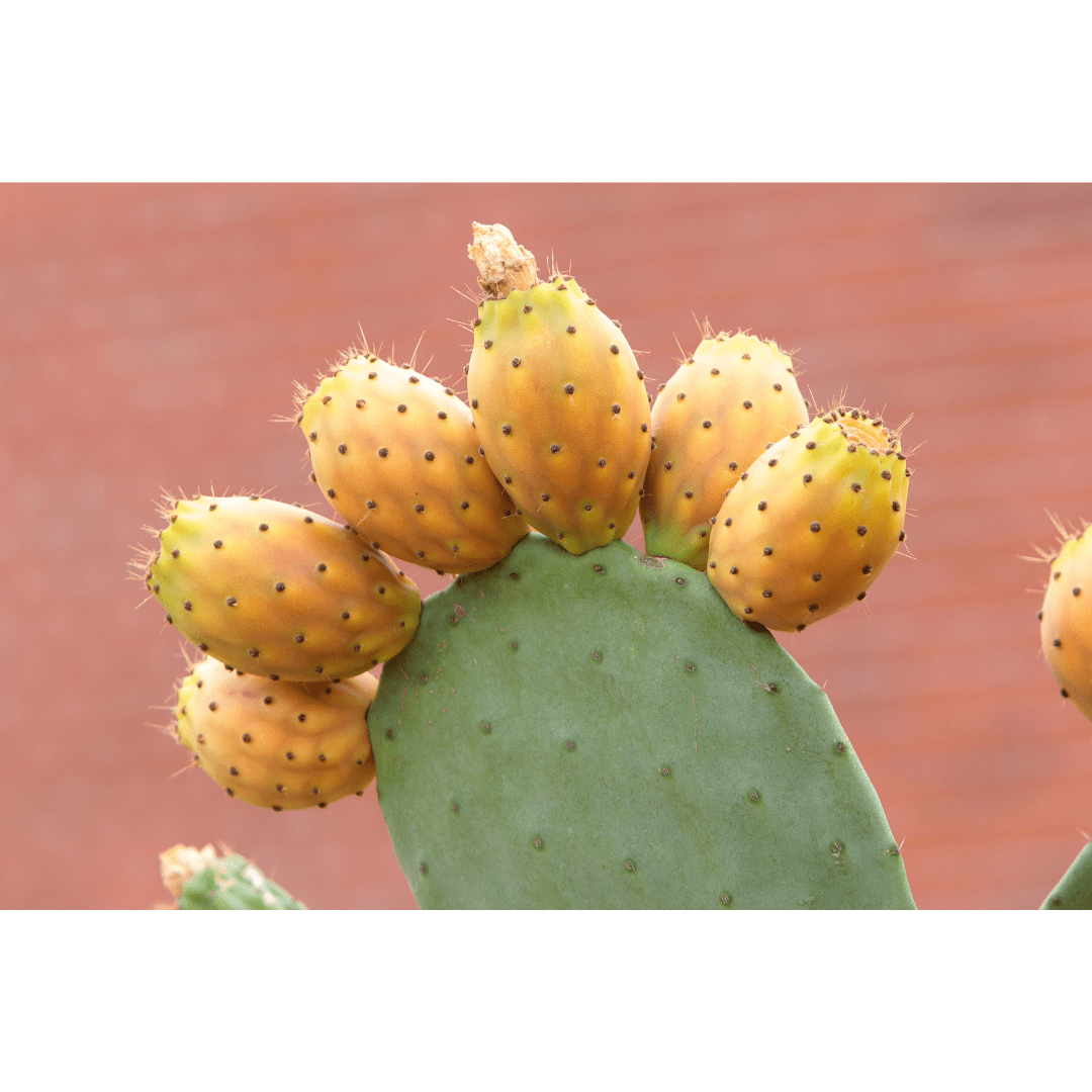 Prickly Pear Seed Carrier Oil